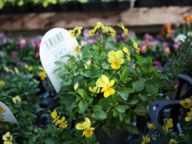 １１月入荷中の花苗の紹介