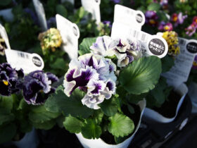 １１月入荷中の花苗の紹介