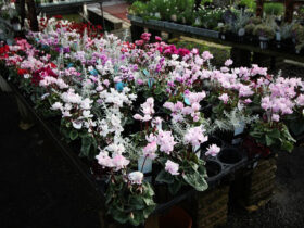 １１月入荷中の花苗の紹介