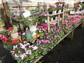 １１月入荷中の花苗の紹介