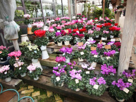 １２月入荷中の花苗の紹介