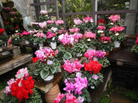 １２月入荷中の花苗の紹介
