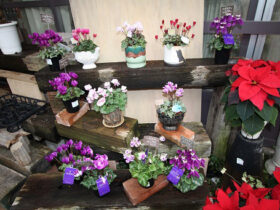 １２月入荷中の花苗の紹介