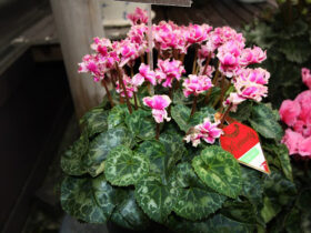 １２月入荷中の花苗の紹介