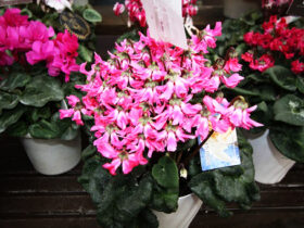 １２月入荷中の花苗の紹介