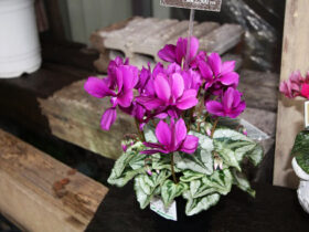 １２月入荷中の花苗の紹介