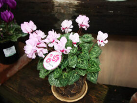 １２月入荷中の花苗の紹介