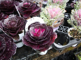 １２月入荷中の花苗の紹介