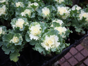１２月入荷中の花苗の紹介