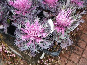 １２月入荷中の花苗の紹介