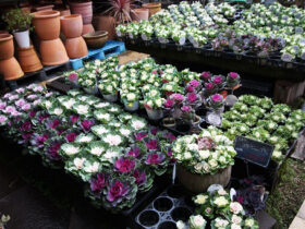 １２月入荷中の花苗の紹介