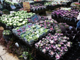 １２月入荷中の花苗の紹介
