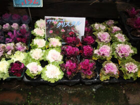 １２月入荷中の花苗の紹介