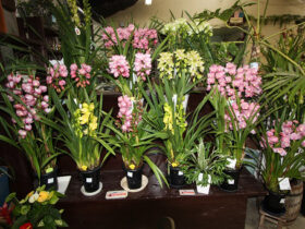 １２月入荷中の花苗の紹介