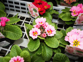 １２月入荷中の花苗の紹介