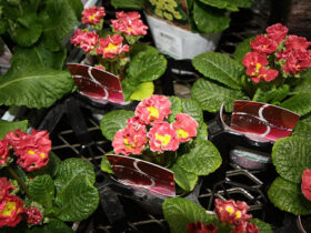 １２月入荷中の花苗の紹介