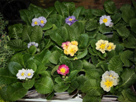 １２月入荷中の花苗の紹介