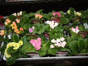 １２月入荷中の花苗の紹介