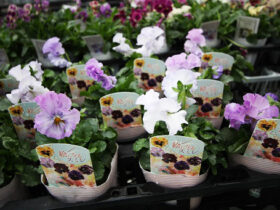 １２月入荷中の花苗の紹介