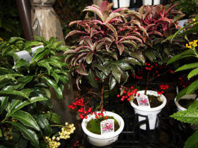 １２月入荷中の花苗の紹介