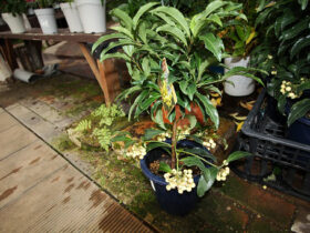 １２月入荷中の花苗の紹介
