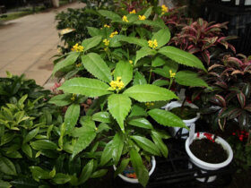 １２月入荷中の花苗の紹介