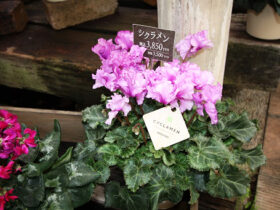 １２月入荷中の花苗の紹介
