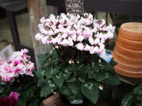 １２月入荷中の花苗の紹介