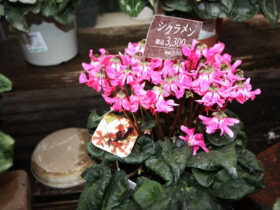 １２月入荷中の花苗の紹介