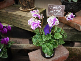 １２月入荷中の花苗の紹介