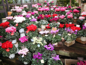 １２月入荷中の花苗の紹介