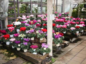 １２月入荷中の花苗の紹介