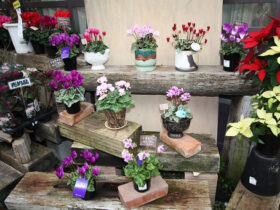 １２月入荷中の花苗の紹介