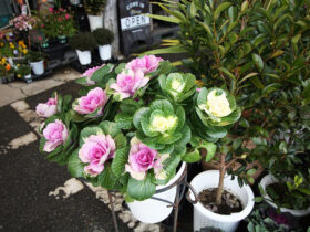 １２月入荷中の花苗の紹介