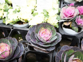 １２月入荷中の花苗の紹介