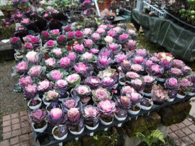 １２月入荷中の花苗の紹介