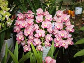 １２月入荷中の花苗の紹介