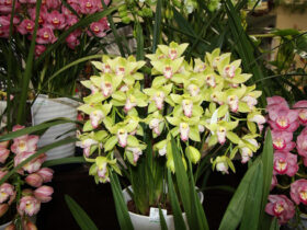 １２月入荷中の花苗の紹介