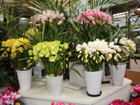１２月入荷中の花苗の紹介