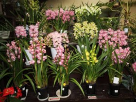 １２月入荷中の花苗の紹介
