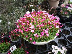 １２月入荷中の花苗の紹介
