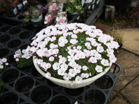 １２月入荷中の花苗の紹介