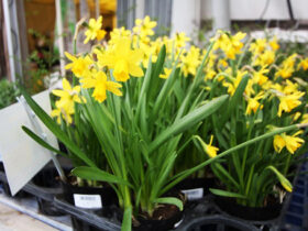 １２月入荷中の花苗の紹介