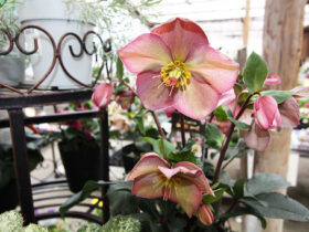 １月入荷中の花苗の紹介
