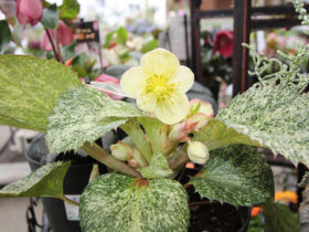 １月入荷中の花苗の紹介