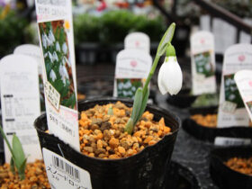 １月入荷中の花苗の紹介