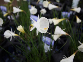 １月入荷中の花苗の紹介