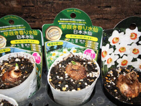 １月入荷中の花苗の紹介