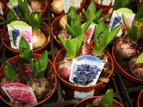 １月入荷中の花苗の紹介