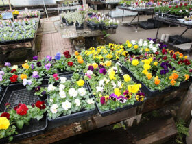 １月入荷中の花苗の紹介